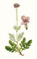 Scabieuse colombaire. Dessin. Cliquer pour agrandir l'image.