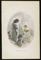 Scabieuse colombaire. Planche Granville. Cliquer pour agrandir l'image.
