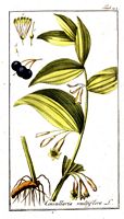 Sceau de salomon multiflore. Planche d'identification krauss. Cliquer pour agrandir l'image.