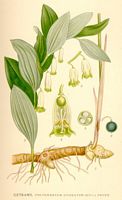 Sceau de salomon odorant. Planche d'identification Thomé. Cliquer pour agrandir l'image.