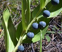 Sceau de salomon odorant. Fruits. Cliquer pour agrandir l'image.