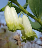 Sceau de salomon odorant. Fleurs. Cliquer pour agrandir l'image.