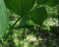 Sceau de salomon odorant. Fruit vert. Cliquer pour agrandir l'image.