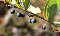 Sceau de salomon odorant. Fruits. Cliquer pour agrandir l'image.