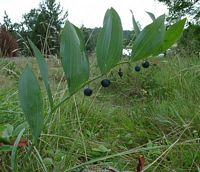 Sceau de salomon odorant. Fruits. Cliquer pour agrandir l'image.