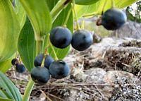 Sceau de salomon odorant. Fruits. Cliquer pour agrandir l'image.