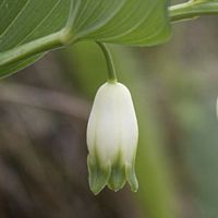 Sceau de salomon odorant. Fleur. Cliquer pour agrandir l'image.