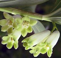 Sceau de salomon odorant. Fleurs. Cliquer pour agrandir l'image.