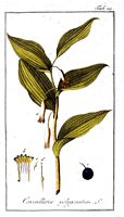 Sceau de salomon odorant. Planche d'identification krauss. Cliquer pour agrandir l'image.