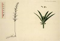 Sceau de salomon verticillé. Planche d'identification Flora danica. Cliquer pour agrandir l'image.