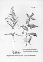 Sceau de salomon verticillé. Planche d'identification Oltmanns. Cliquer pour agrandir l'image.