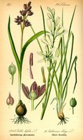 Scille à deux feuilles. Planche d'identification. Cliquer pour agrandir l'image.