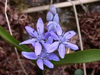 Scille à deux feuilles. Cliquer pour agrandir l'image.