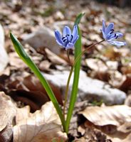 Scille à deux feuilles. Cliquer pour agrandir l'image.