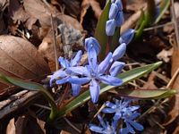 Scille à deux feuilles. Cliquer pour agrandir l'image.