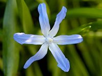 Scille à deux feuilles. Cliquer pour agrandir l'image.
