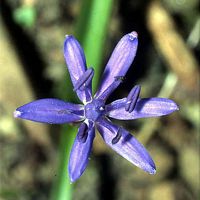 Scille à deux feuilles. Cliquer pour agrandir l'image.
