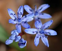 Scille à deux feuilles. Fleurs, Ceyssat. Cliquer pour agrandir l'image.