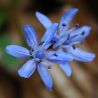 Scille à deux feuilles. Fleur, Allagnat. Cliquer pour agrandir l'image.
