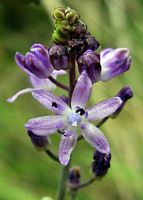 Scille automnale. Inflorescence. Cliquer pour agrandir l'image.