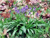 Scille lis-jacinthe. Cliquer pour agrandir l'image.