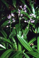 Scille lis-jacinthe. Cliquer pour agrandir l'image.