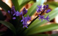 Scille lis-jacinthe, Scille lis-jacinthe (août 1997). Cliquer pour agrandir l'image.
