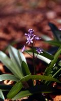 Scille lis-jacinthe, Scille lis-jacinthe (août 1997). Cliquer pour agrandir l'image.