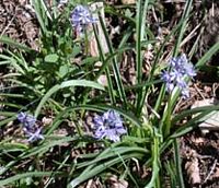 Scille lis-jacinthe. Cliquer pour agrandir l'image.