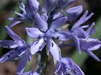 Scille lis-jacinthe. Cliquer pour agrandir l'image.