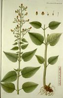 Scrofulaire des bois. Planche d'identification Flora danica. Cliquer pour agrandir l'image.