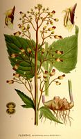 Scrofulaire des bois. Planche d'identification Linnemand. Cliquer pour agrandir l'image.