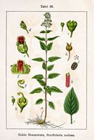 Scrofulaire des bois. Planche d'identification Sturm. Cliquer pour agrandir l'image.