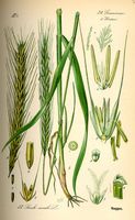 Seigle. Planche d'identification Thomé. Cliquer pour agrandir l'image.