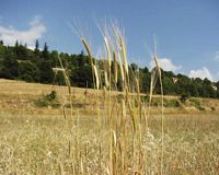 Seigle. Plante. Cliquer pour agrandir l'image.