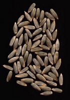 Seigle. Grains. Cliquer pour agrandir l'image.
