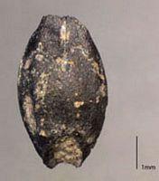 Seigle. Grain fossile. Cliquer pour agrandir l'image.