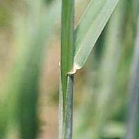Seigle. Ligule. Cliquer pour agrandir l'image.