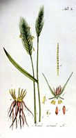 Seigle. Planche d'identification ypey. Cliquer pour agrandir l'image.