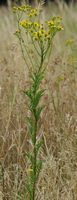 Senecon jacobée. Plante, Côtes de Clermont. Cliquer pour agrandir l'image.