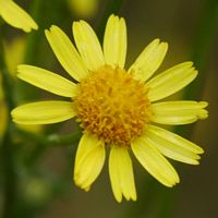 Senecon jacobée. Fleur, Côtes de Clermont. Cliquer pour agrandir l'image.