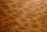 Sequoia. Bois ronce. Cliquer pour agrandir l'image.