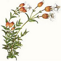 Silene enfle. Dessin. Cliquer pour agrandir l'image.