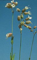 Silene enfle. Cliquer pour agrandir l'image.
