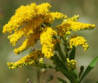 Solidage du canada. Inflorescence, Pulvérières. Cliquer pour agrandir l'image.