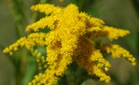 Solidage du canada. Inflorescence, Pulvérières. Cliquer pour agrandir l'image.