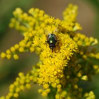 Solidage du canada. Fleurs, Pulvérières. Cliquer pour agrandir l'image.