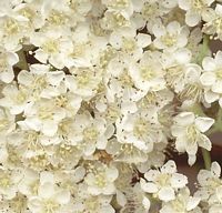 Sorbier des oiseleurs. Fleurs en gros plan. Cliquer pour agrandir l'image.