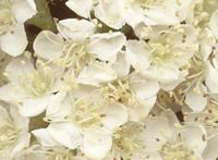 Sorbier des oiseleurs. Fleurs en gros plan. Cliquer pour agrandir l'image.