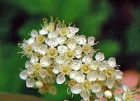 Sorbier des oiseleurs. Fleurs. Cliquer pour agrandir l'image.